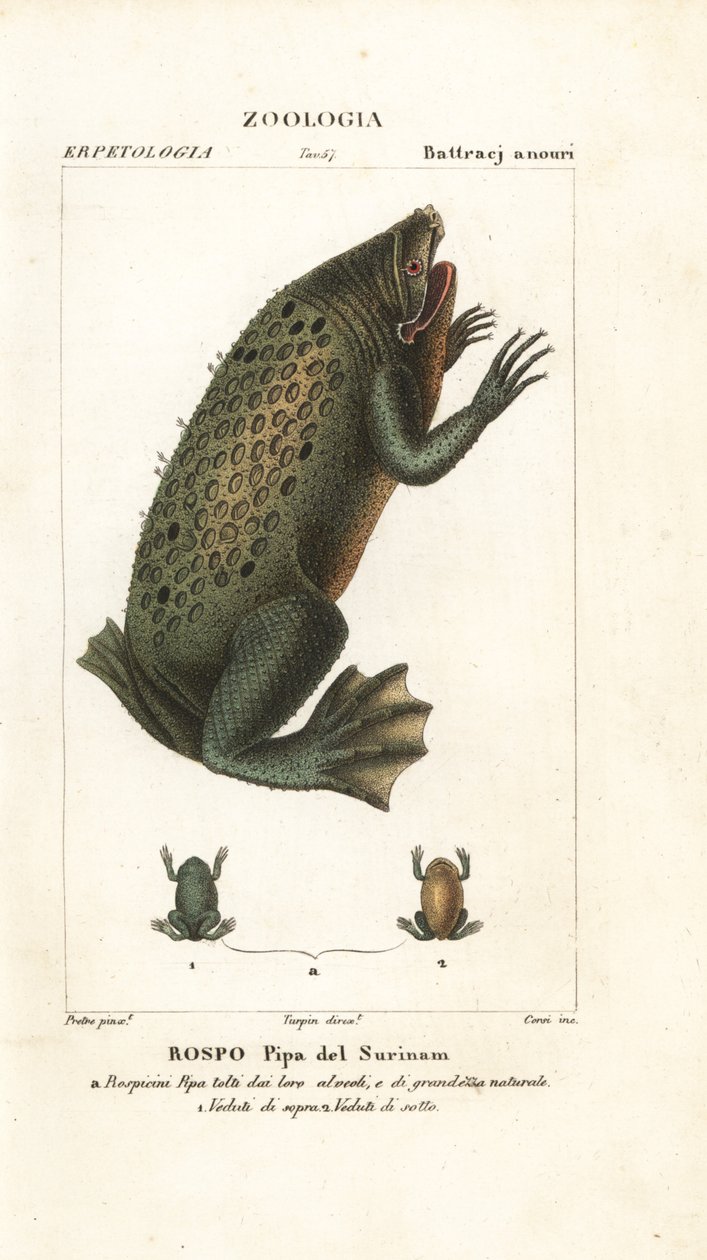 Sapo Suriname, Pipa pipa de Corsi Corsi