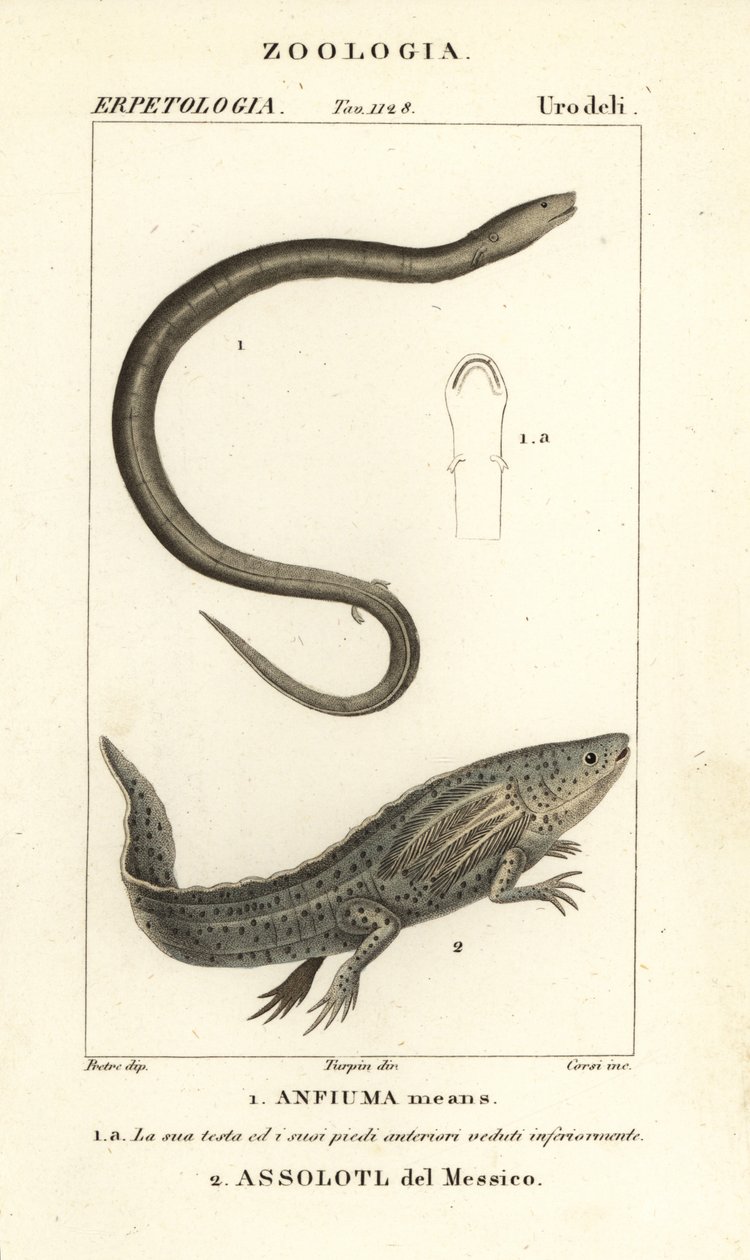 Amphiuma de dois dedos, Amphiuma significa, Anfiuma significa 1, e axolotl criticamente ameaçado ou peixe ambulante mexicano, Ambystoma mexicanum, Assolotl del Messico 2 de Corsi Corsi