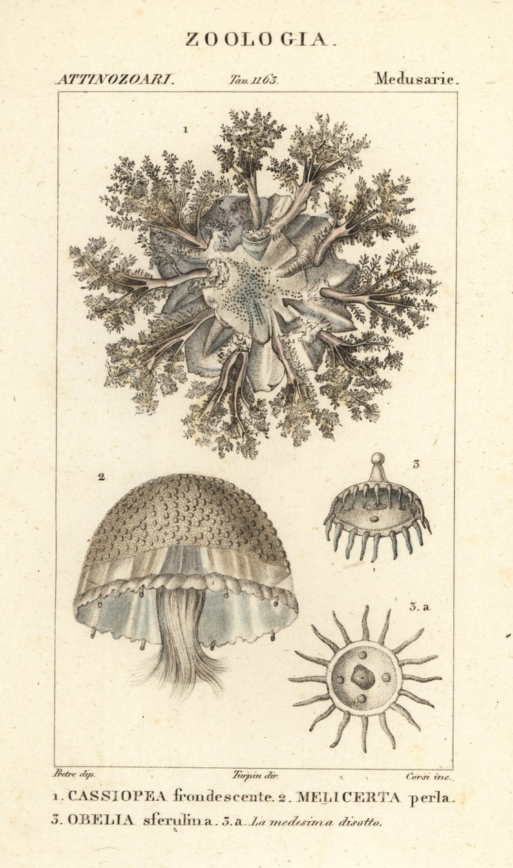 Água-viva de cabeça para baixo, Cassiopea frondosa 1, Melicertum espécies 2 e pólipo obelia 3 de Corsi Corsi