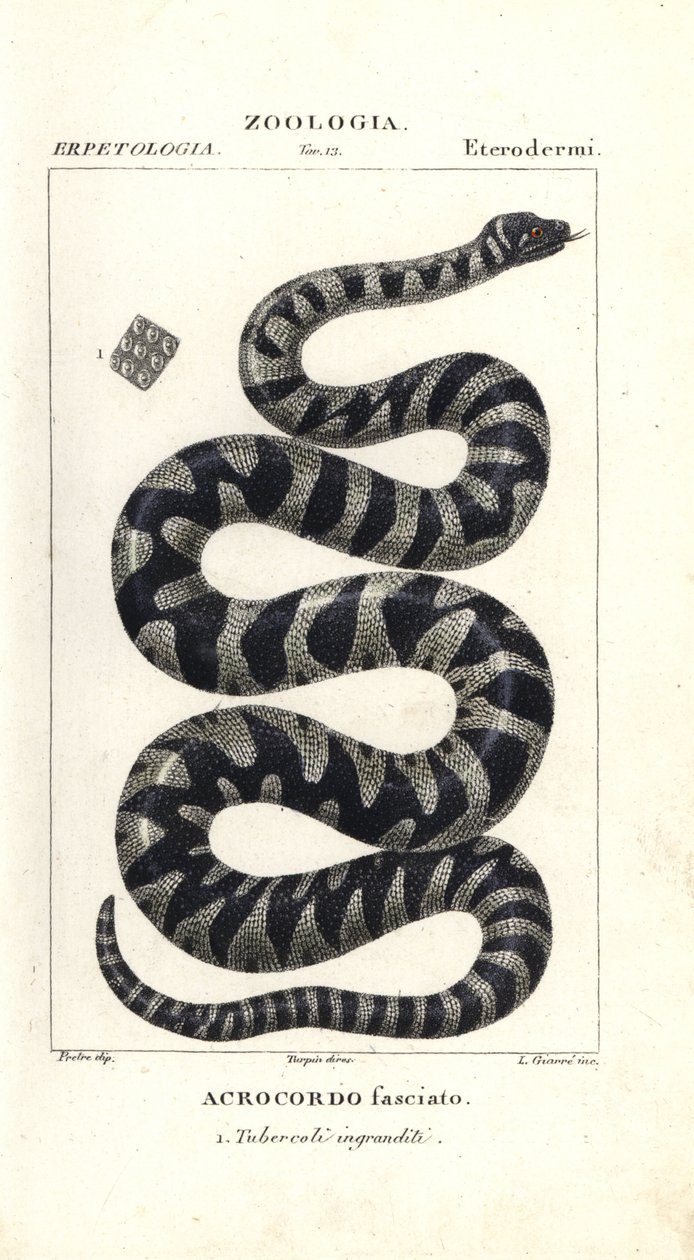 Cobra de verruga ou pequena cobra de arquivo, Acrochordus granulatus de Corsi Corsi