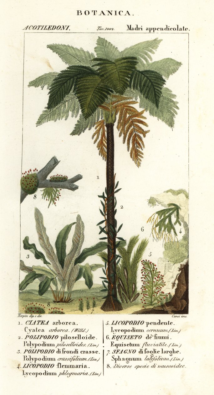 Samambaia da Índia Ocidental, Cyathea arborea, samambaia, Microgramma piloselloides 2, samambaia graciosa, Niphidium crassifolium 3, samambaia grossa, Huperzia phlegmaria 4, staghorn clubmoss, Lycopodiella cernua 5, rabo de cavalo de água de Corsi Corsi