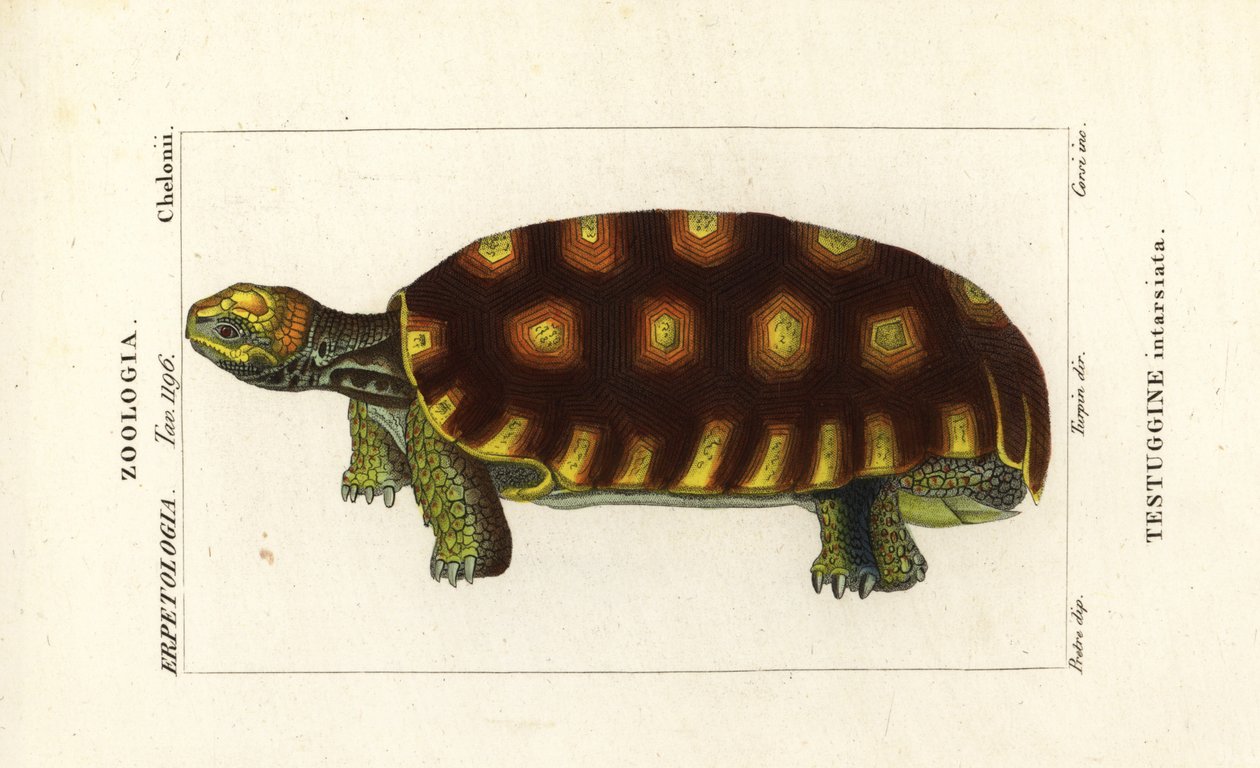 Tartaruga de pés amarelos ou tartaruga gigante brasileira, Chelonoidis denticulatus Testudo tabulata Testuginne intarsiata de Corsi Corsi