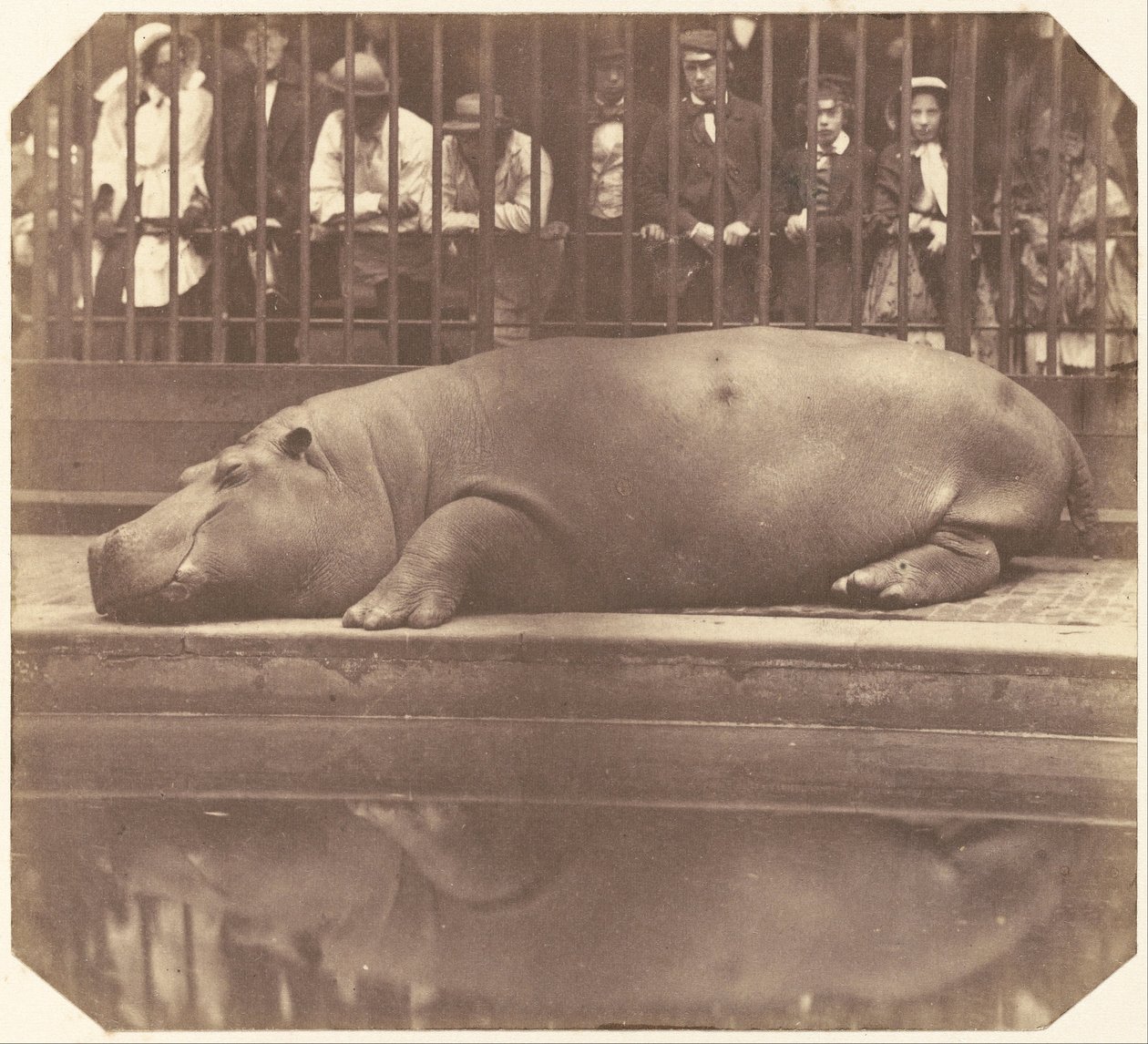 O hipopótamo no jardim zoológico, Regent&39;s Park de Count de Montizon