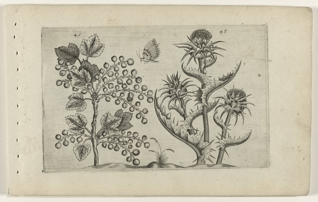Aalbes em Mariadistel
Cognoscite lilia (título da série) de Crispijn van de Passe (I) (attributed to)