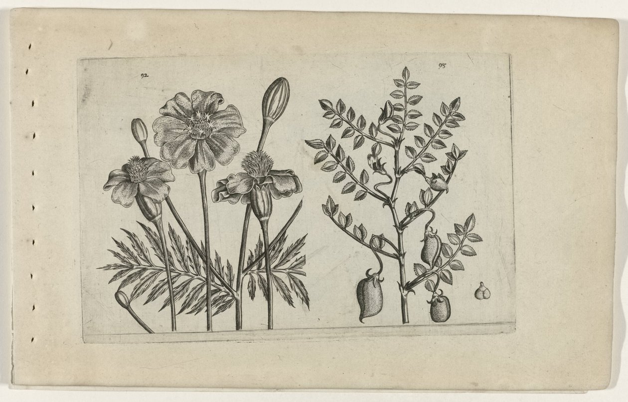 Tagetes e grão de bico Cognoscite lilia (título da série) de Crispijn van de Passe (I) (attributed to)
