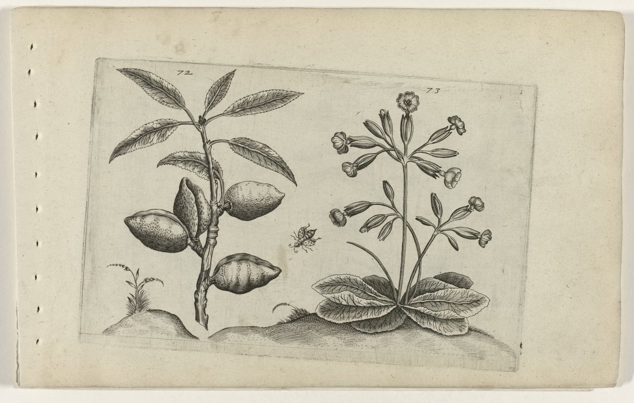 Amandelboom em gulden sleutelbloem Conheça os Lírios (título da série) de Crispijn van de Passe (I) (attributed to)
