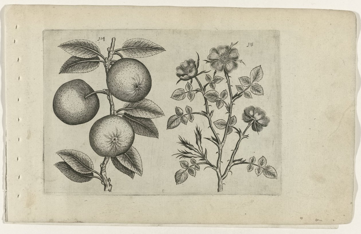 Appel en hondsroos
Cognoscite lilia (título da série) de Crispijn van de Passe (I) (attributed to)