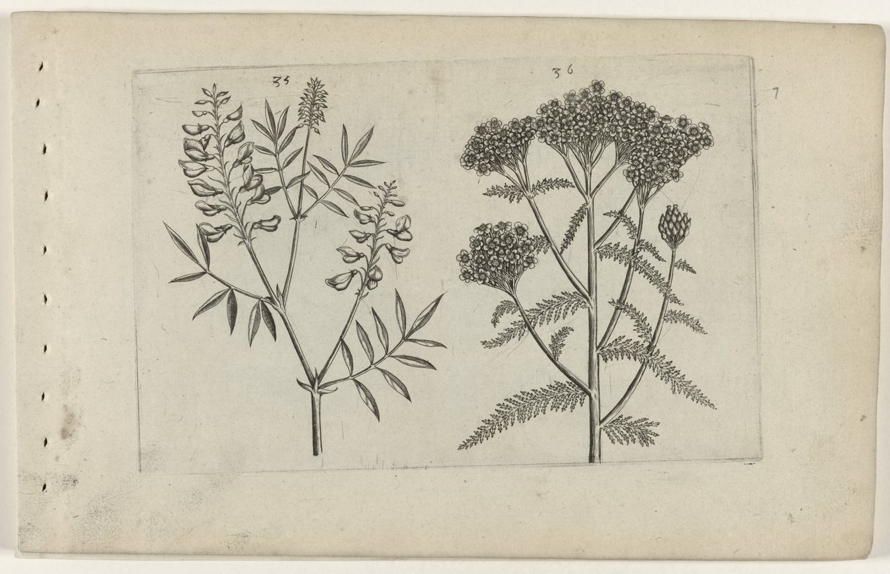 Boswikke em tuizendblad Conheça os Lírios (título da série) de Crispijn van de Passe (I) (attributed to)