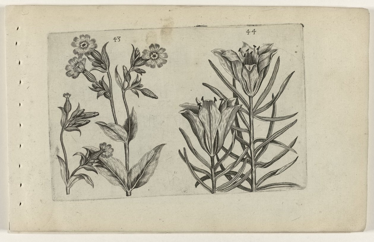 Flor de cuco do dia e lírio de centeio
Cognoscite lilia (título da série) de Crispijn van de Passe (I) (attributed to)
