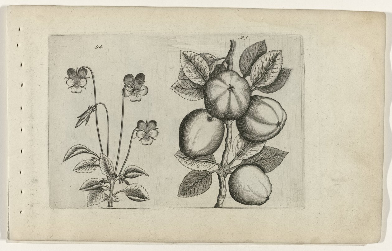 Pansy e maçã
Cognoscite lilia (título da série) de Crispijn van de Passe (I) (attributed to)