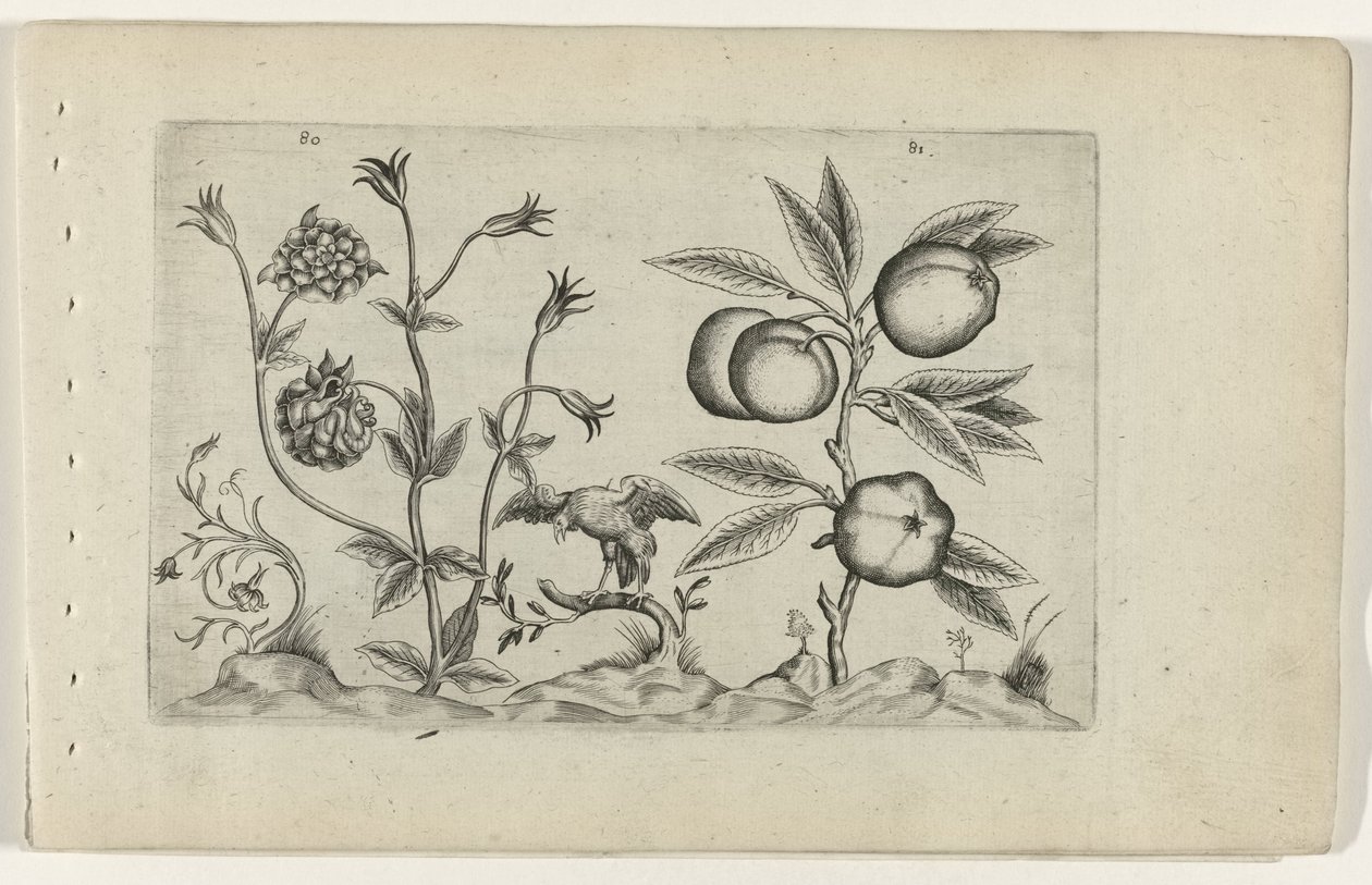 Dupla aquilegia e maçã
Cognoscite lilia (título da série) de Crispijn van de Passe (I) (attributed to)