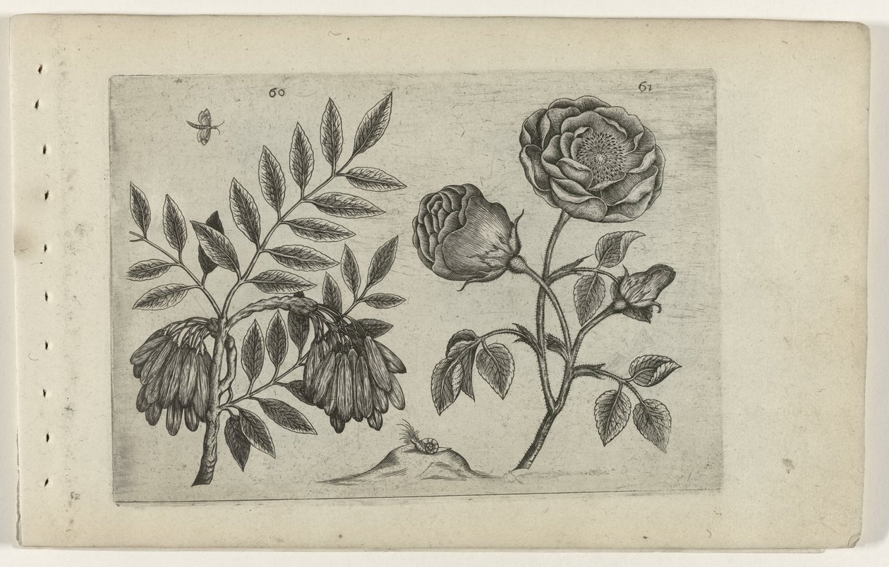 En roos
Cognoscite lilia (título da série) de Crispijn van de Passe (I) (attributed to)