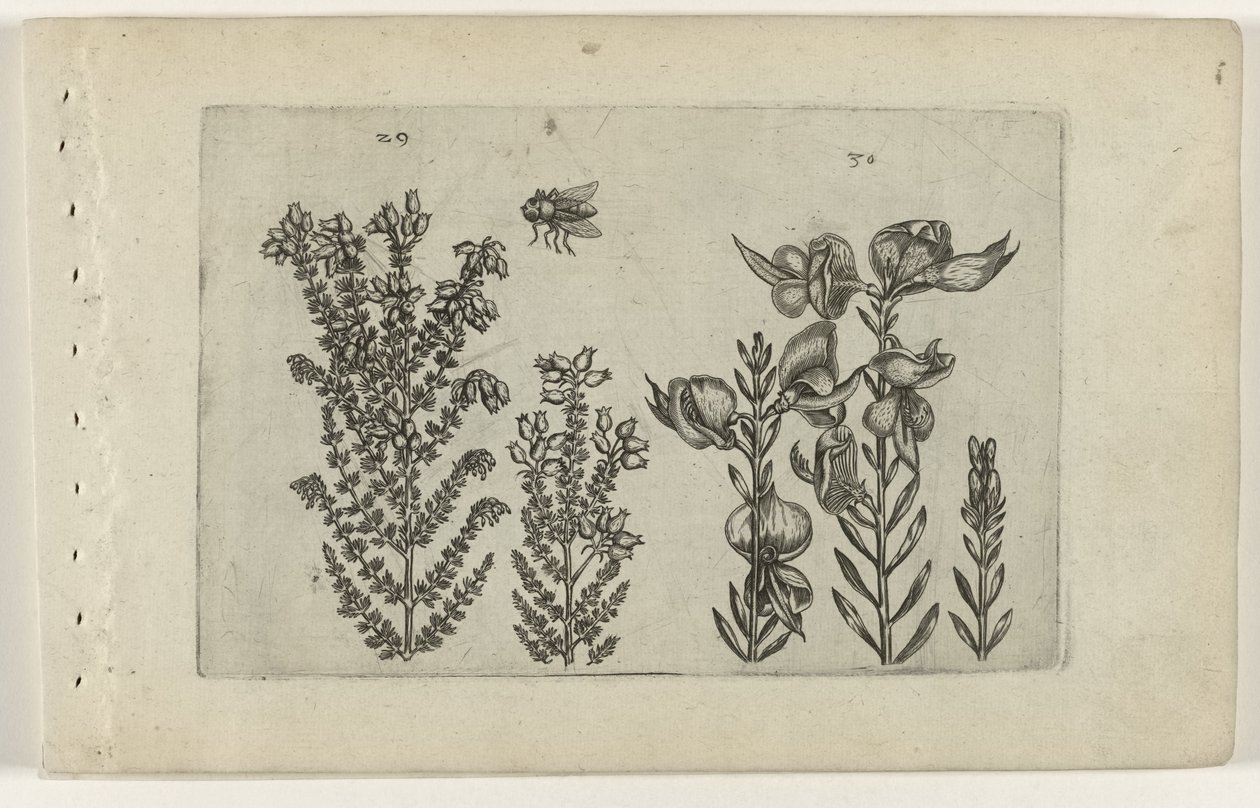 Urze comum e arbusto de vassoura
Cognoscite lilia (título da série) de Crispijn van de Passe (I) (attributed to)