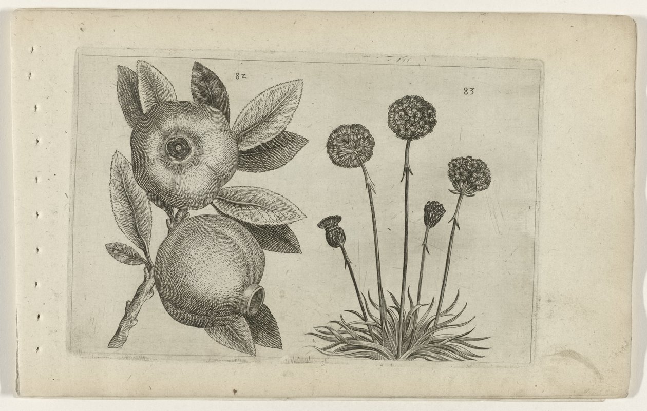 Romã e erva inglesa
Cognoscite lilia (título da série) de Crispijn van de Passe (I) (attributed to)