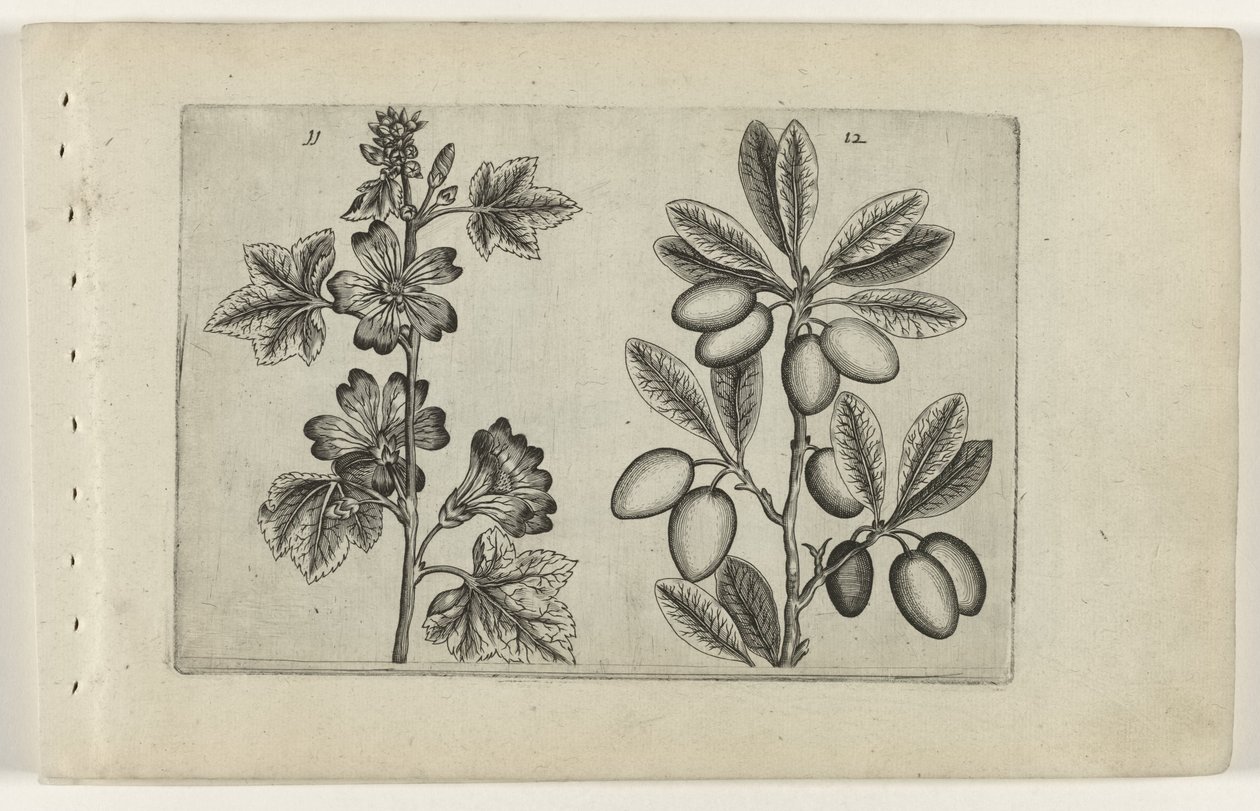 Grandes queijadas e oliveiras
Cognoscite lilia (título da série) de Crispijn van de Passe (I) (attributed to)