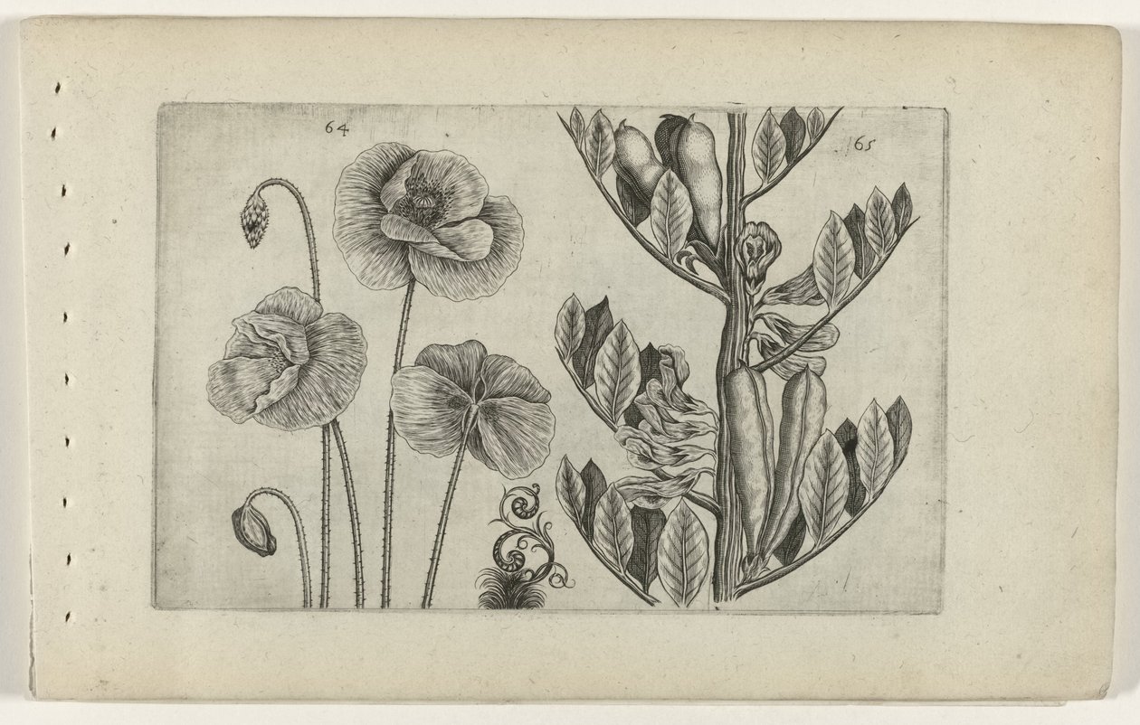 Papoila grande e feijão verde
Cognoscite lilia (título da série) de Crispijn van de Passe (I) (attributed to)