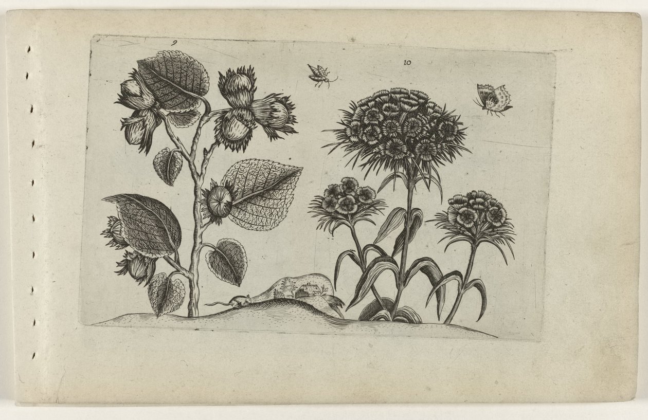 Aveleira e centauro
Cognoscite lilia (título da série) de Crispijn van de Passe (I) (attributed to)