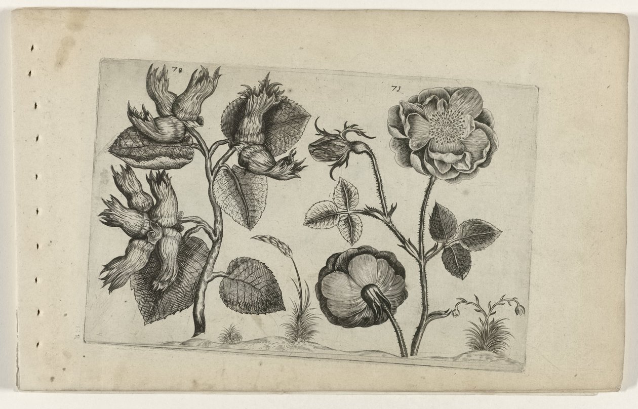 Aveleira e rosa
Cognoscite lilia (título da série) de Crispijn van de Passe (I) (attributed to)