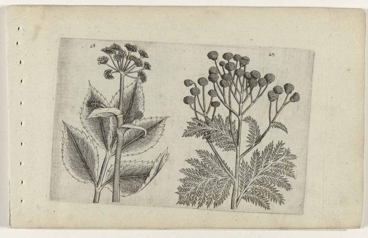 Raiz de veado e absinto
Cognoscite lilia (título da série) de Crispijn van de Passe (I) (attributed to)