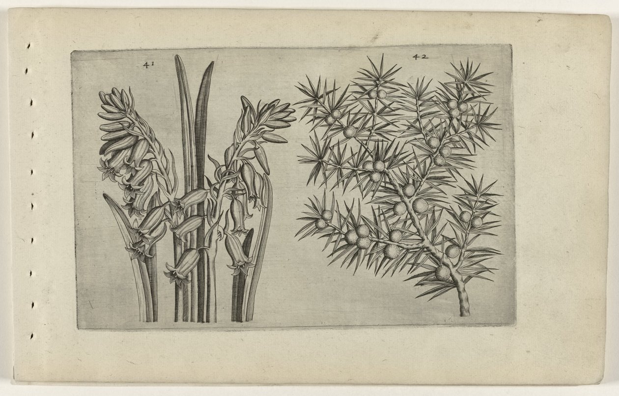 Hyacint en jenerbes Conheça os Lírios (título da série) de Crispijn van de Passe (I) (attributed to)