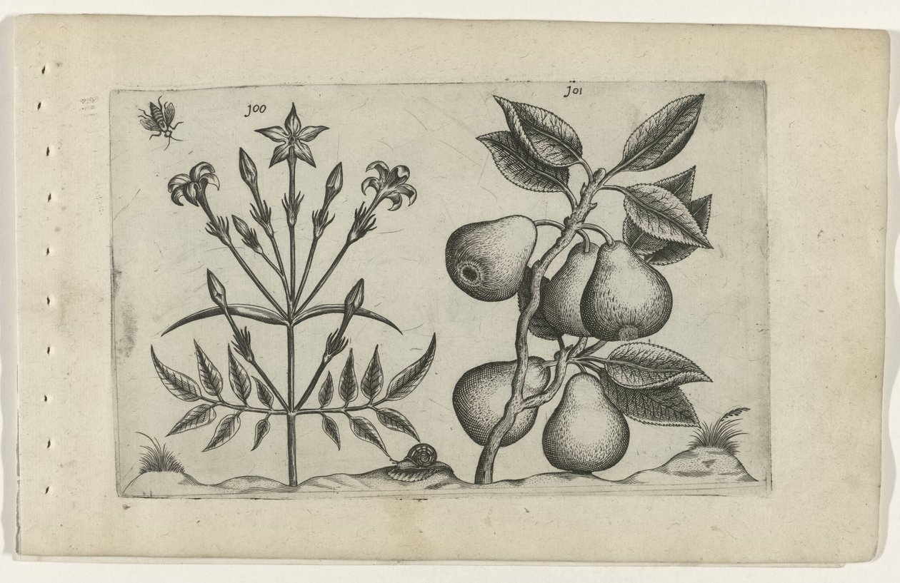 Jasmim e pêra Cognoscite lilia (título da série) de Crispijn van de Passe (I) (attributed to)