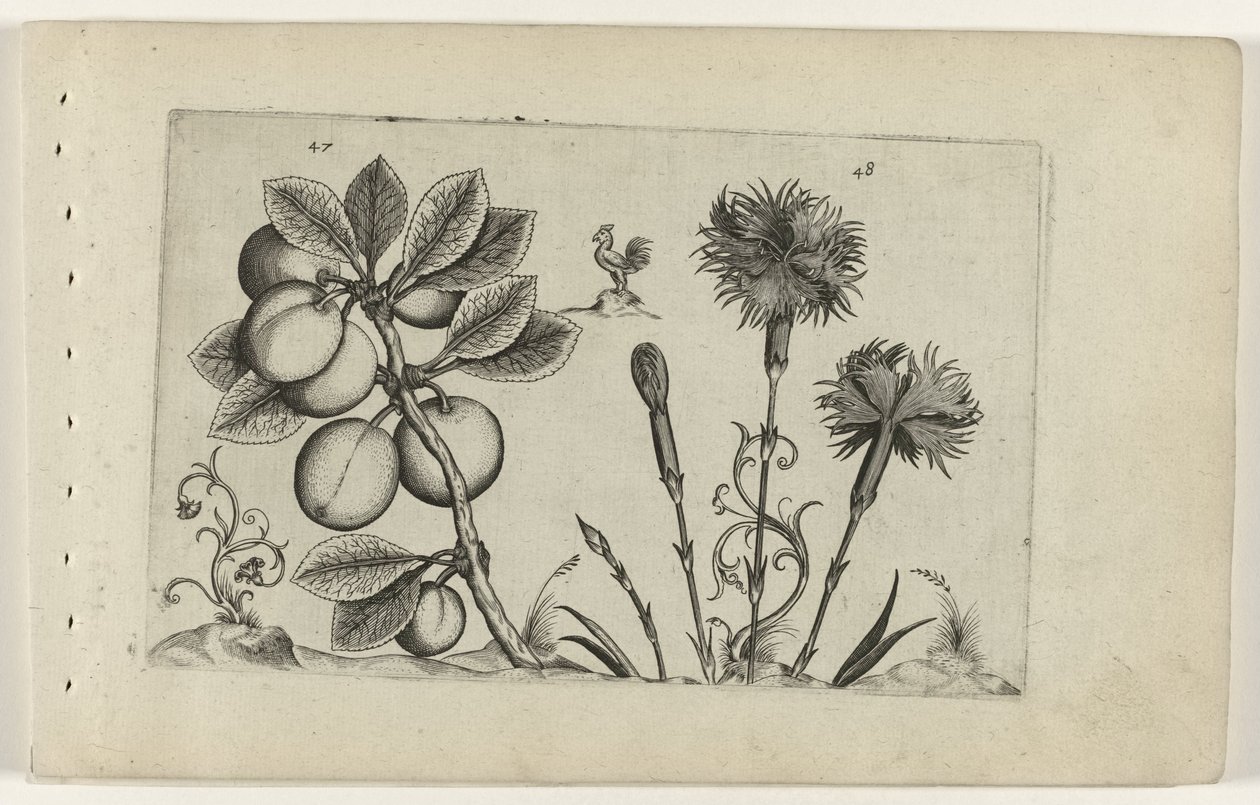 Ameixa de Natal e cravo de jardim
Cognoscite lilia (título da série) de Crispijn van de Passe (I) (attributed to)
