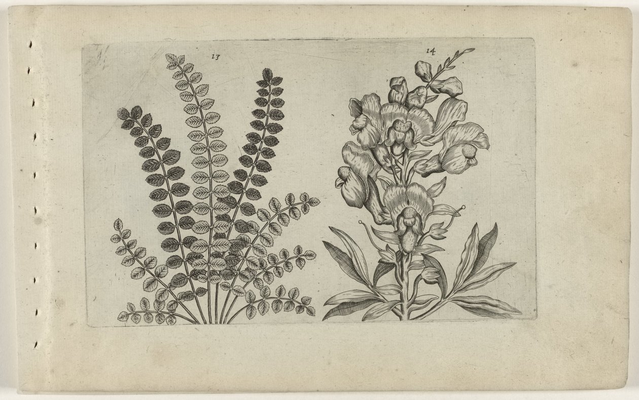 Pequeno queimador e snapdragon
Cognoscite lilia (título da série) de Crispijn van de Passe (I) (attributed to)