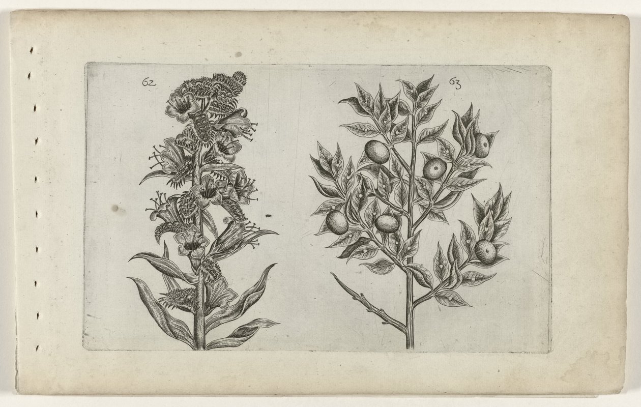 Kromhals em muisdoorn Conheça os Lírios (título da série) de Crispijn van de Passe (I) (attributed to)