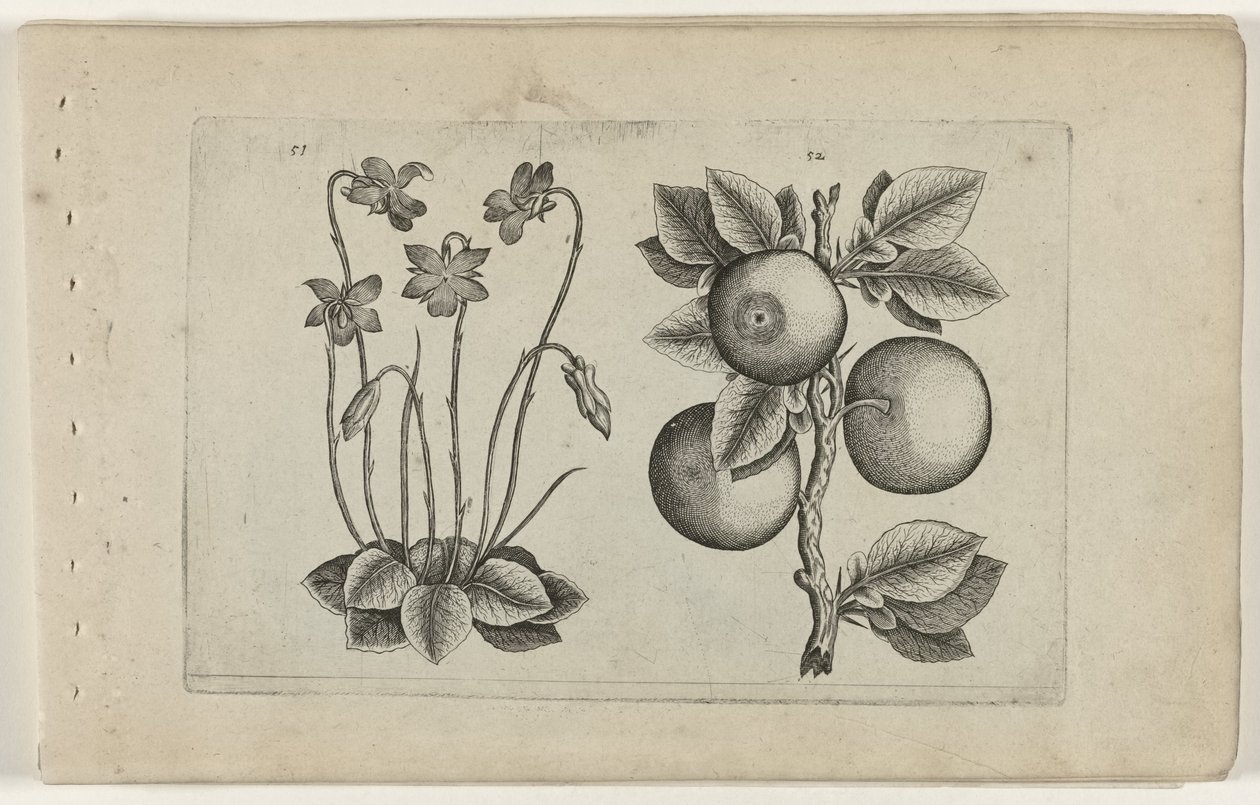 Violeta e laranja de março Cognoscite lilia (título da série) de Crispijn van de Passe (I) (attributed to)