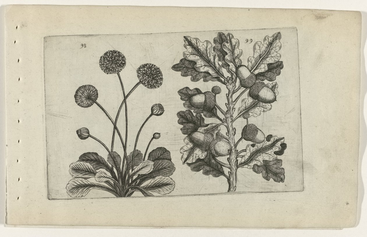 Margarida e carvalho pedunculado
Cognoscite lilia (título da série) de Crispijn van de Passe (I) (attributed to)