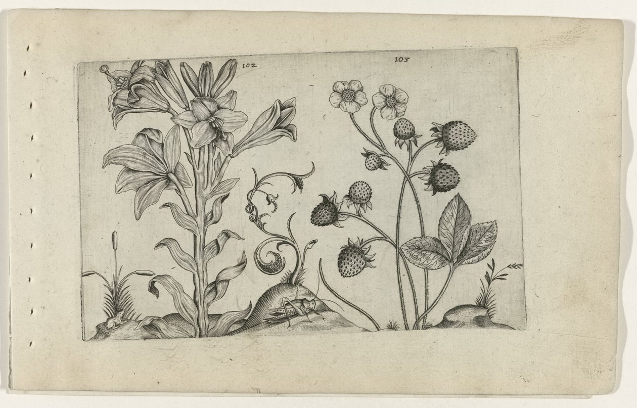 Madonnalelie em aardbei Conheça os Lírios (título da série) de Crispijn van de Passe (I) (attributed to)
