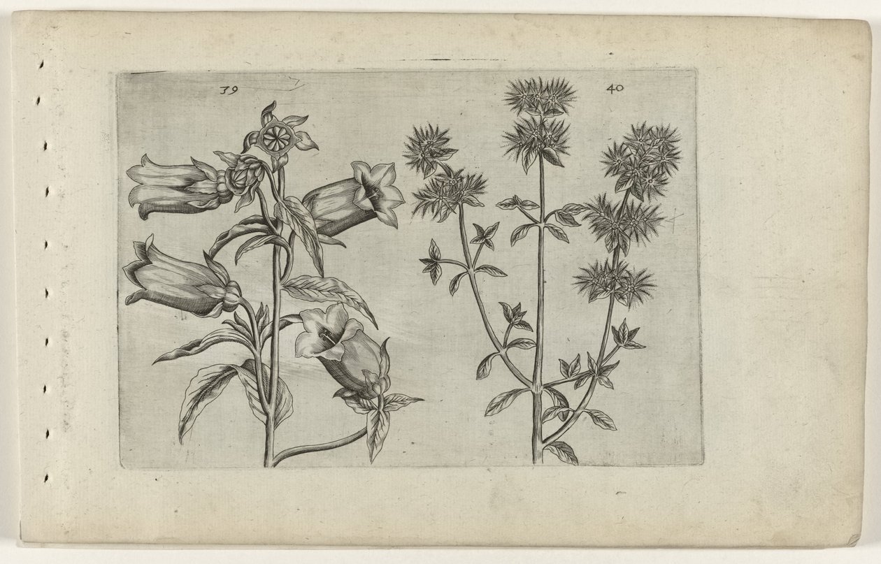Relógio Mariette e manjerona Cognoscite lilia (título da série) de Crispijn van de Passe (I) (attributed to)