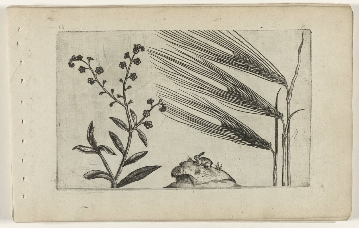 Pântano miosótis e cevada Cognoscite lilia (título da série) de Crispijn van de Passe (I) (attributed to)