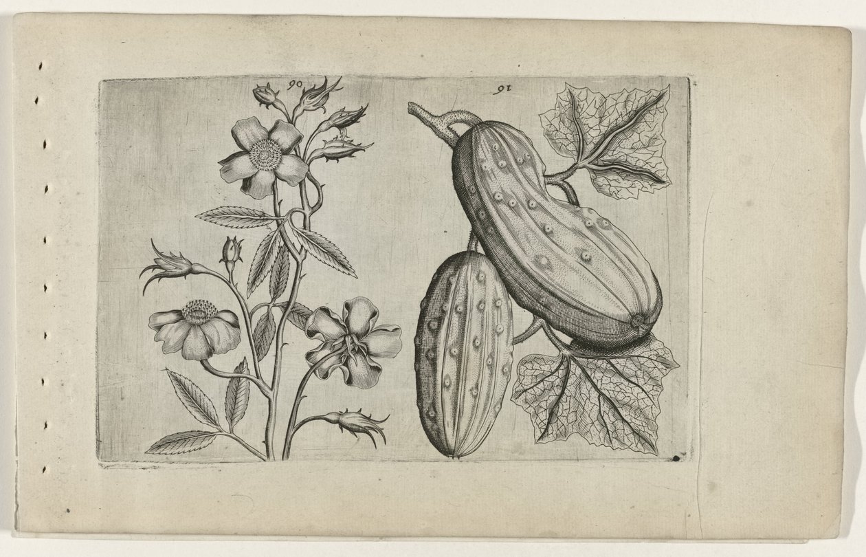 Rosa almiscareira e pepino
Cognoscite lilia (título da série) de Crispijn van de Passe (I) (attributed to)
