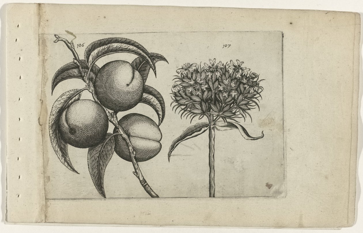 Pêssego e amor ardente
Cognoscite lilia (título da série) de Crispijn van de Passe (I) (attributed to)
