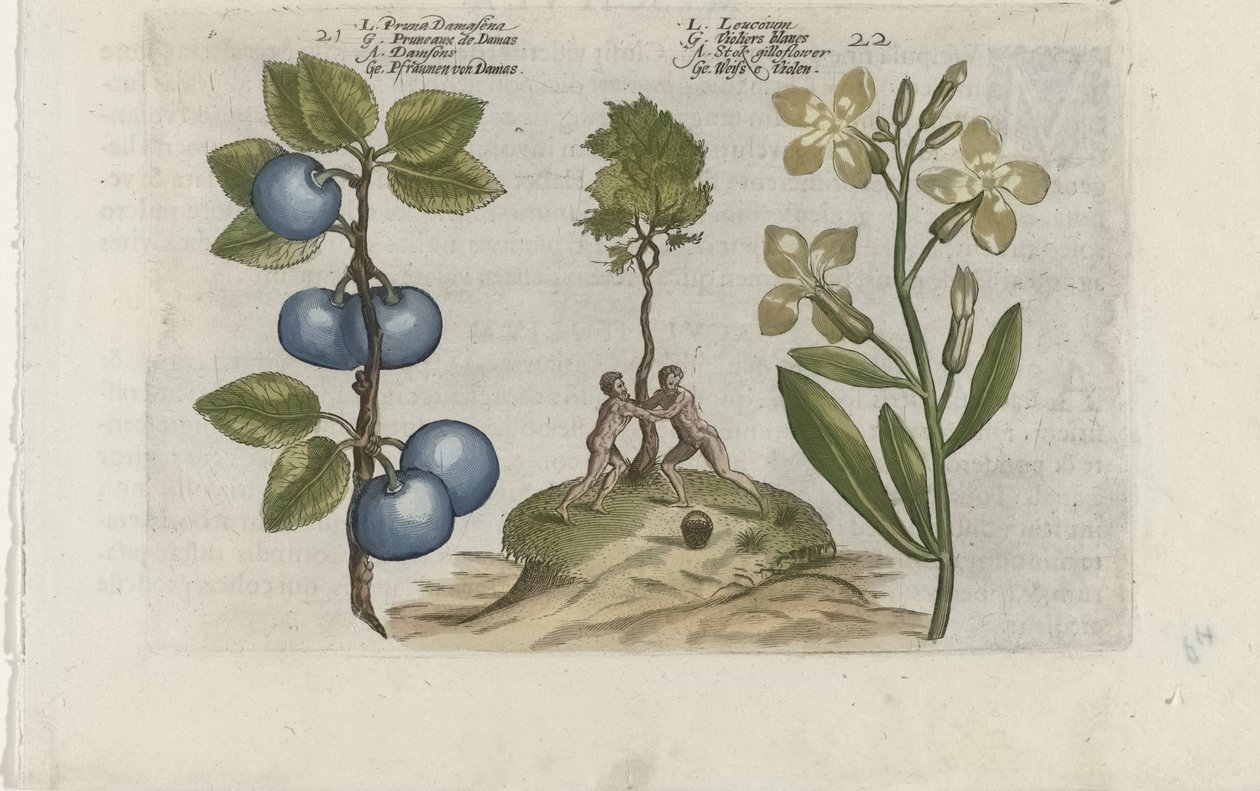 Pruim en muurbloem
Pruna Damasena / Leucojum (título sobre o objecto)
Cognoscite lilia (título da série) de Crispijn van de Passe (I) (attributed to)
