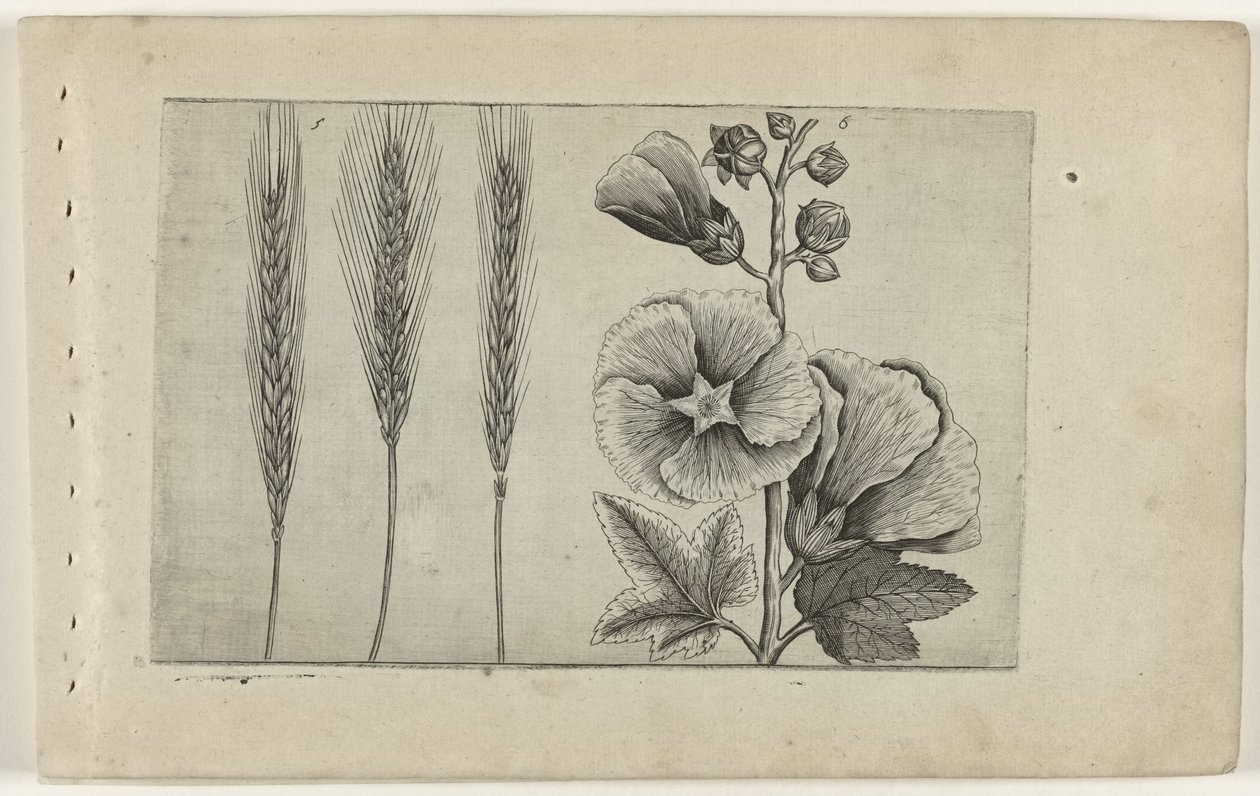 Rogge em Stokroos Conheça os Lírios (título da série) de Crispijn van de Passe (I) (attributed to)