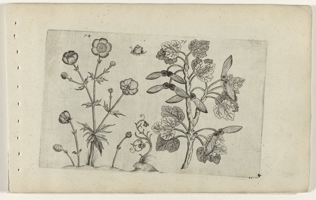 Buttercup afiado e bordo de campo Cognoscite lilia (título da série) de Crispijn van de Passe (I) (attributed to)