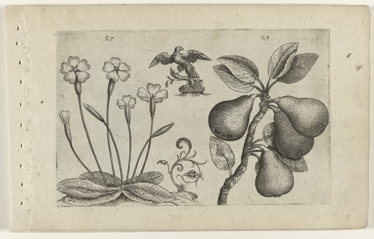 Flor e pêra chave
Cognoscite lilia (título da série) de Crispijn van de Passe (I) (attributed to)