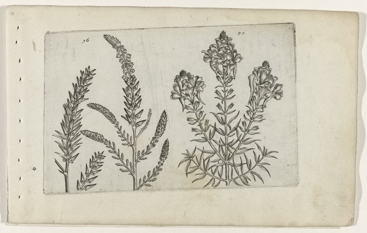 Tamarisk em vlasbekje Conheça os Lírios (título da série) de Crispijn van de Passe (I) (attributed to)