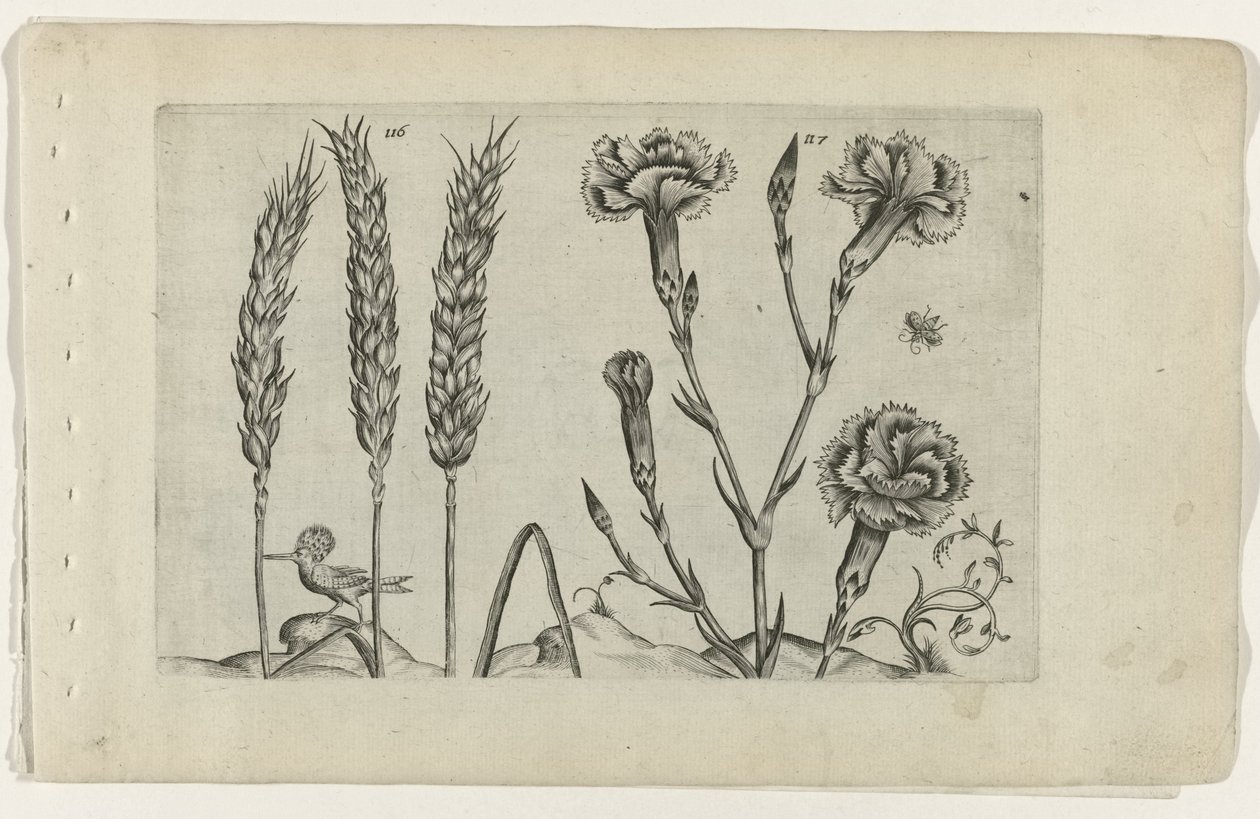 Tarwe en tuinanjer Conheça os Lírios (título da série) de Crispijn van de Passe (I) (attributed to)