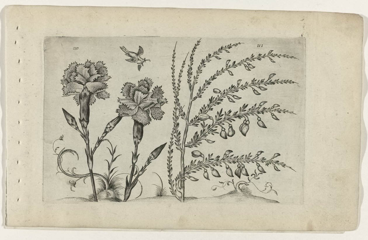 Tuinanjer en brem Conheça os Lírios (título da série) de Crispijn van de Passe (I) (attributed to)