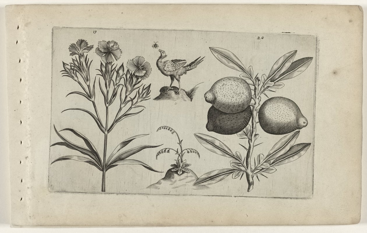 Tuinanjer en citroen
Cognoscite lilia (título da série) de Crispijn van de Passe (I) (attributed to)