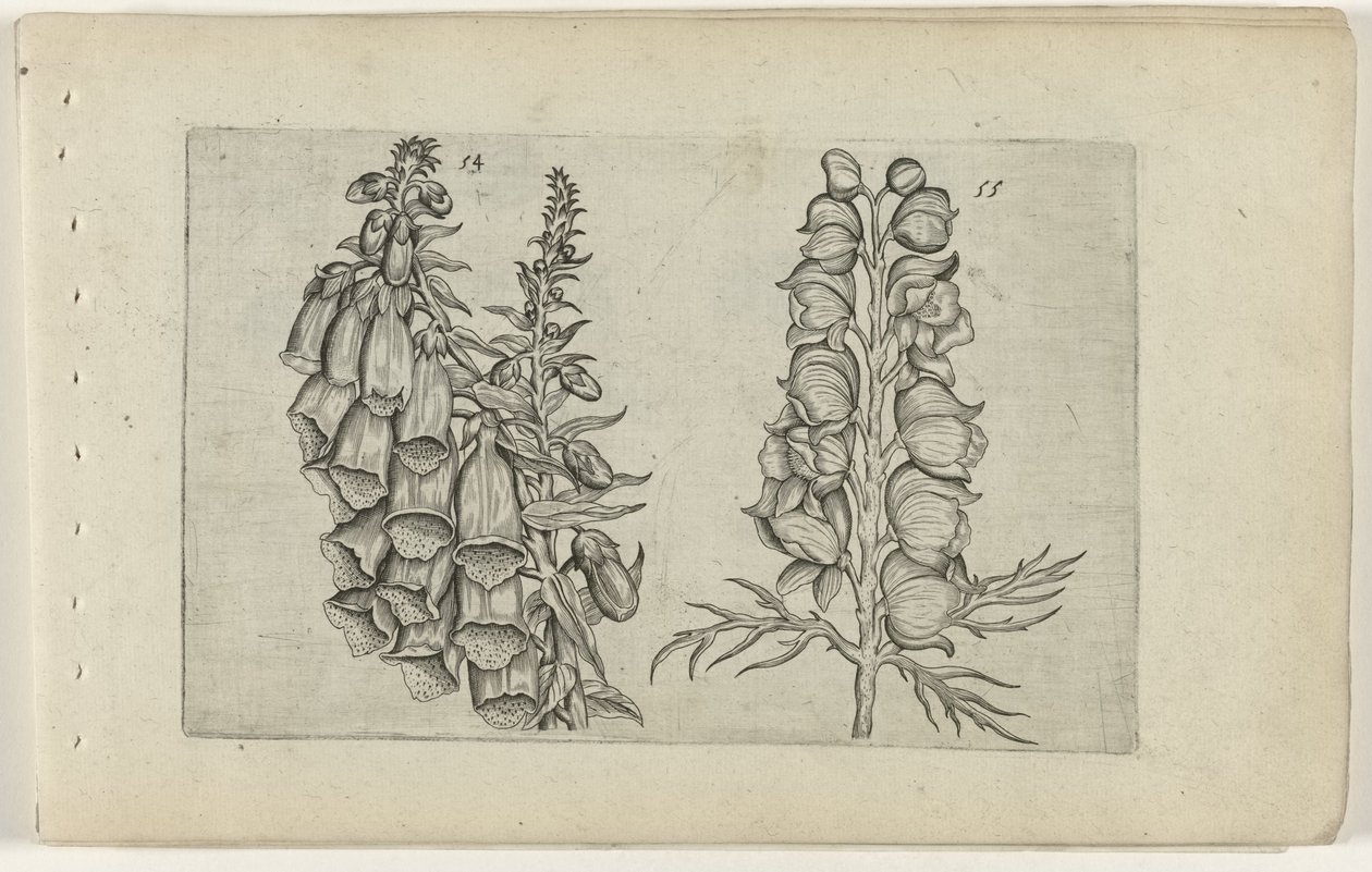 Dedaleira e Monge Azul Cognoscite lilia (título da série) de Crispijn van de Passe (I) (attributed to)