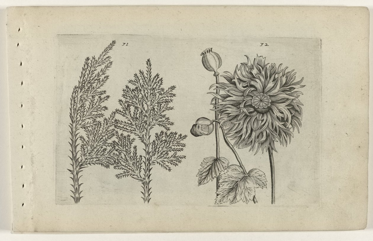 Sete árvore e bola adormecida Cognoscite lilia (título da série) de Crispijn van de Passe (I) (attributed to)
