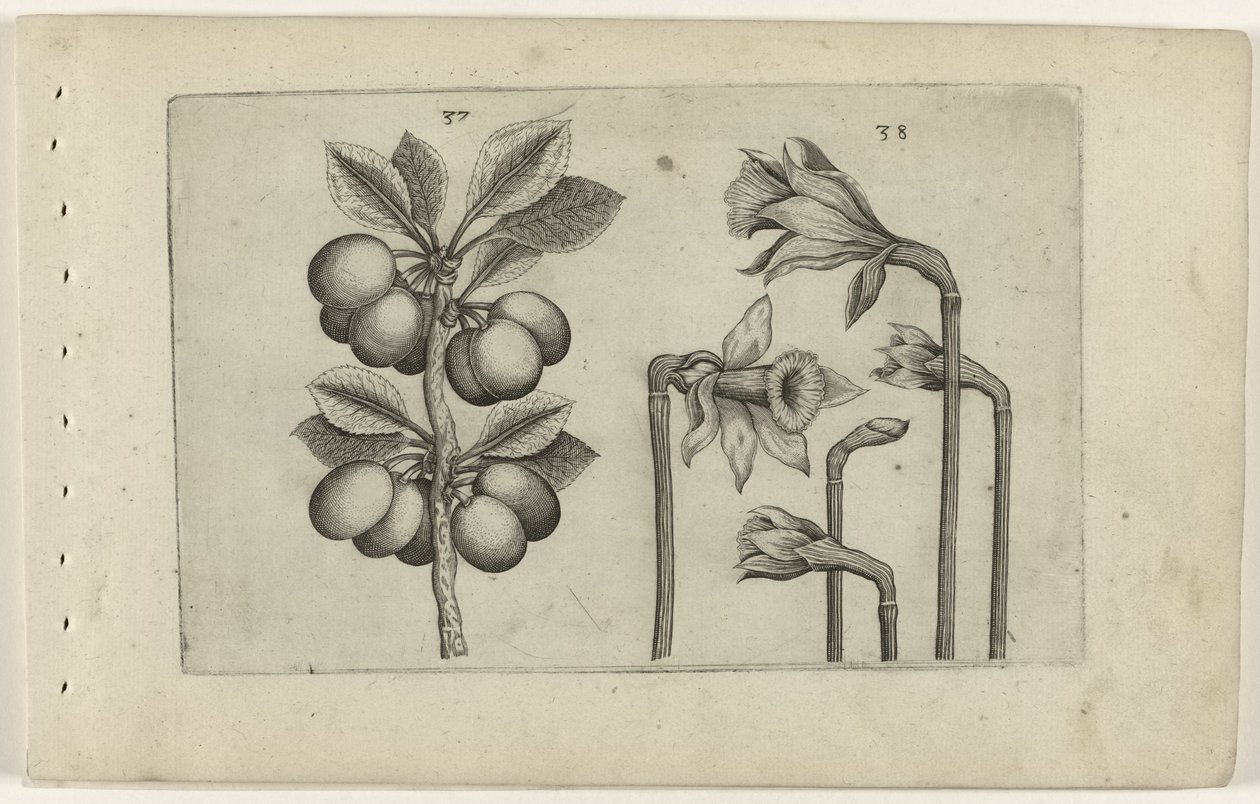 Zure kers e narcisos selvagens Conheça os Lírios (título da série) de Crispijn van de Passe (I) (attributed to)