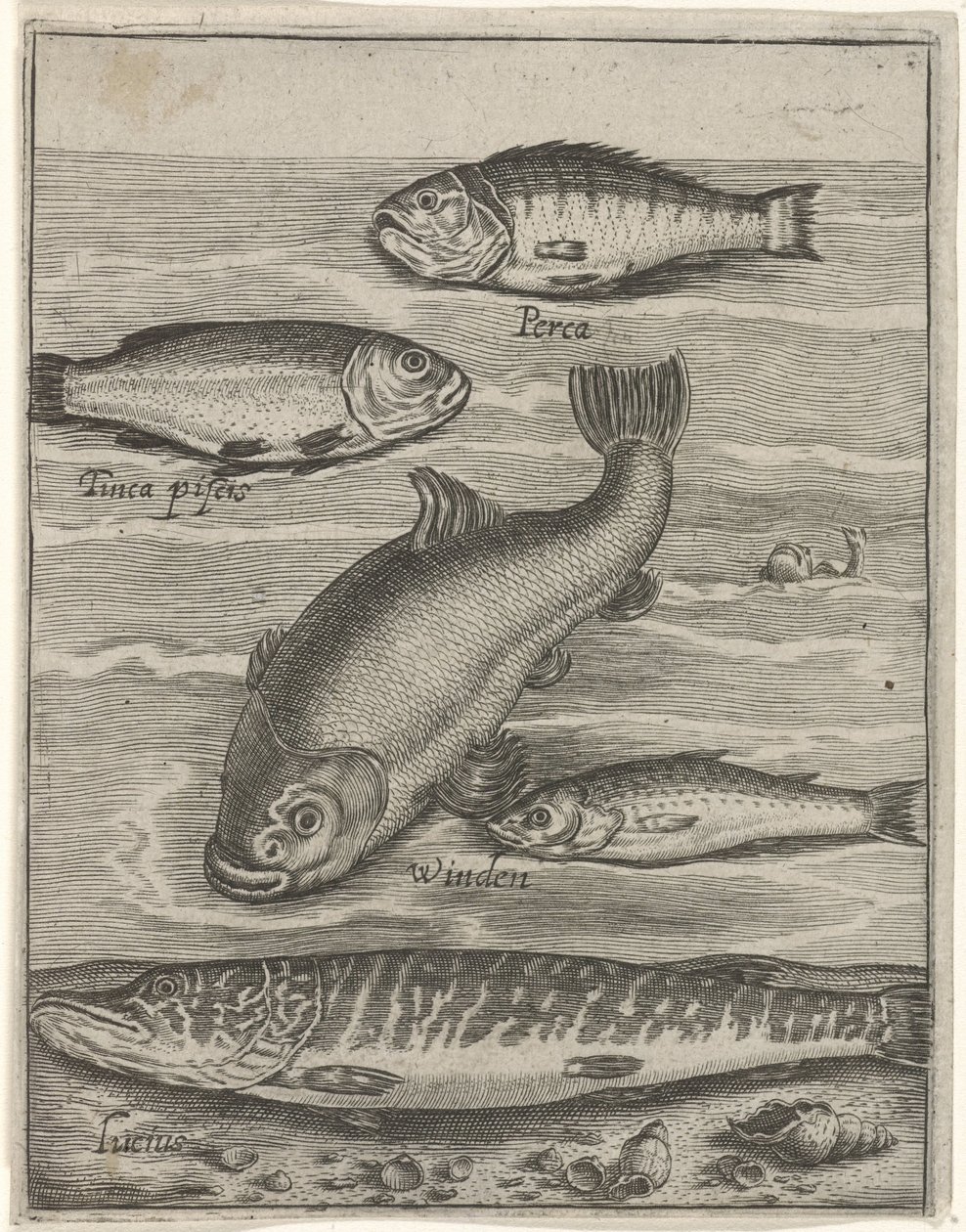 Studieblad conheceu vijf vissen Ícones vivos de peixes (título da série) de Crispijn van de Passe (I)