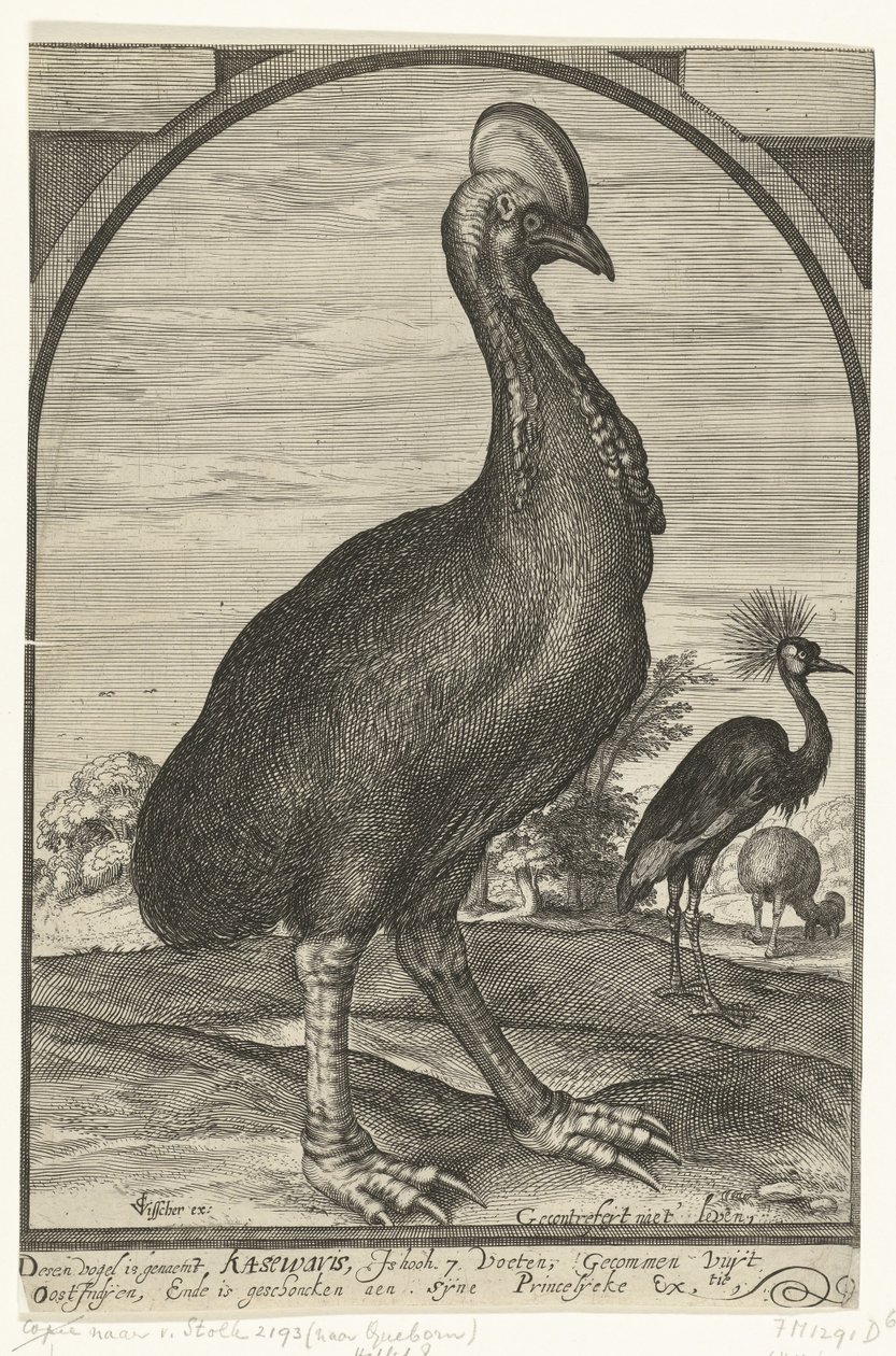 Casuar, trazido por Willem Jacobsz. das Índias Orientais e dado ao príncipe Maurits, 1614 de Crispijn van den Queborn (attributed to)