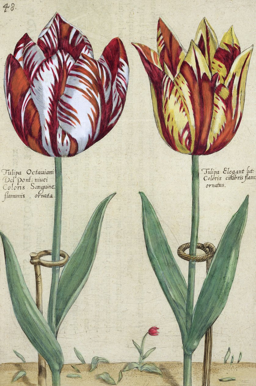 Tulip Octavian del Ponte, Comfort e tulipas, de um jardim Floridus&39;, publicado 1614-1615 de Crispin  Passe