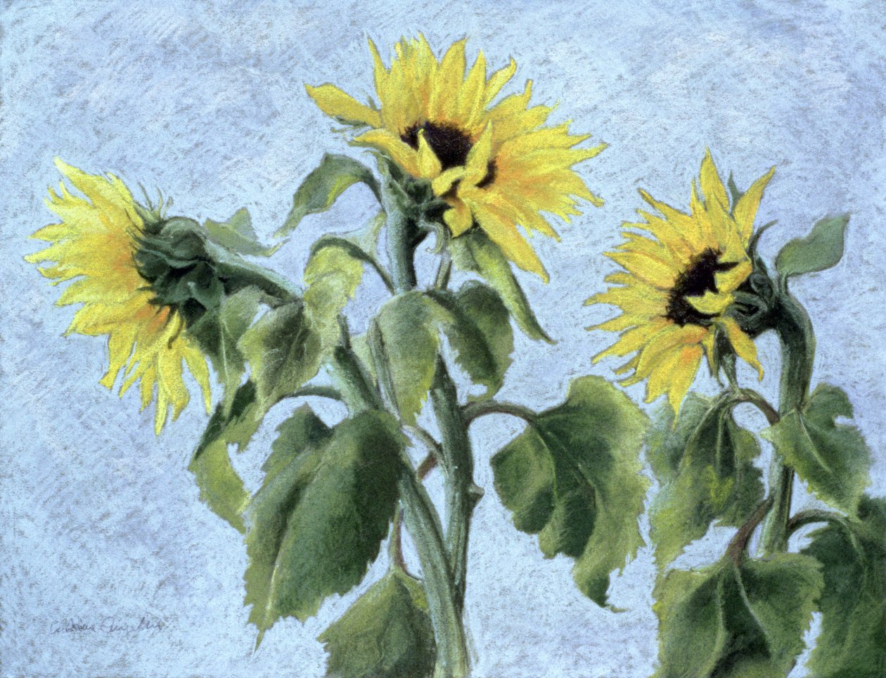 Girassóis, 1996 (pastel) de Cristiana Angelini